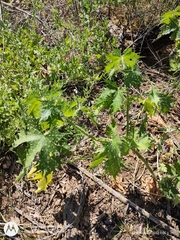 Cnidoscolus maculatus