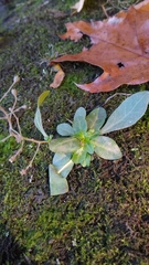 Samolus parviflorus
