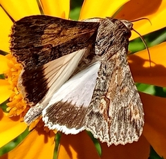 Melipotis famelica