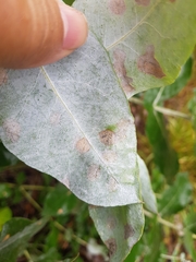 Teratosphaeria eucalypti