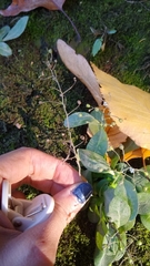 Samolus parviflorus
