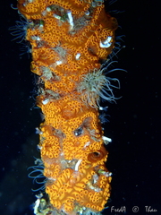 Botrylloides diegensis