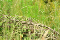 Sporophila