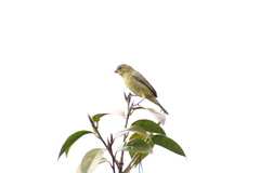Sporophila