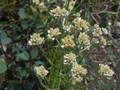 Pseudognaphalium macounii