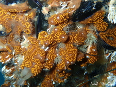 Botrylloides diegensis