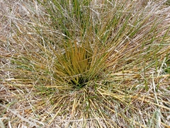 Aciphylla subflabellata