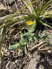 Calendula arvensis