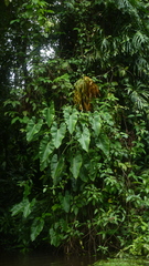 Philodendron