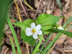 Viola canadensis