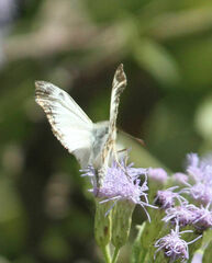 Heliopetes laviana