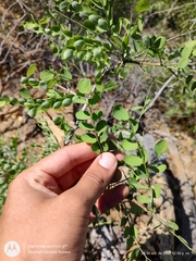 Diphysa occidentalis