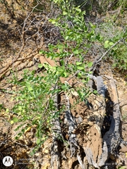 Diphysa occidentalis