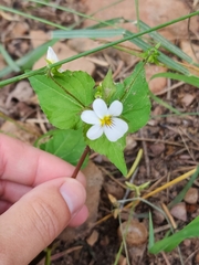 Viola canadensis