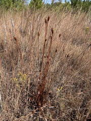 Xyris laxifolia iridifolia
