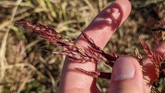 Sorghum halepense