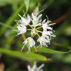 Allium ericetorum