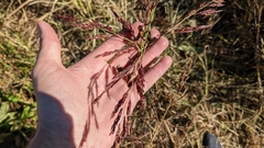 Sorghum halepense