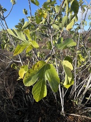 Ficus carica