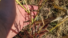Sorghum halepense