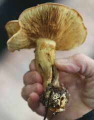 Gymnopilus subspectabilis