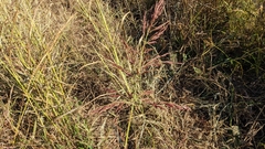 Sorghum halepense