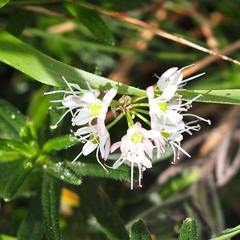 Allium ericetorum