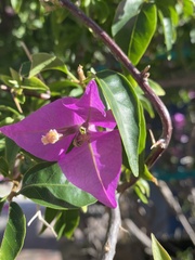 Bougainvillea