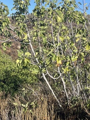 Ficus carica