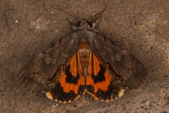 Catocala grynea