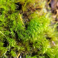 Dicranella heteromalla