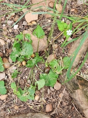 Viola canadensis