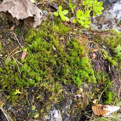 Dicranella heteromalla