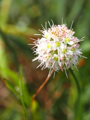 Allium ericetorum
