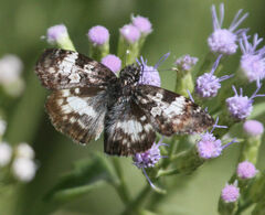 Chiomara georgina