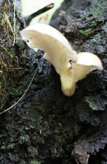 Omphalotus nidiformis