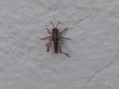 Acrotylus