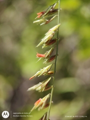 Bouteloua reflexa