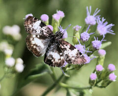 Chiomara georgina