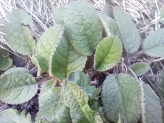 Brachyglottis bellidioides