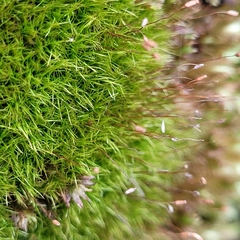 Distichium capillaceum