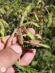 Mimosa tricephala