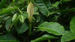 Philodendron ligulatum