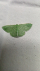 Synchlora