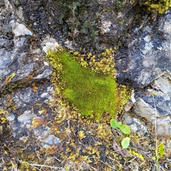 Distichium capillaceum