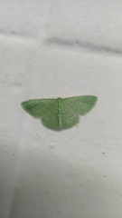 Synchlora
