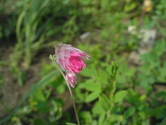 Rhodanthe manglesii