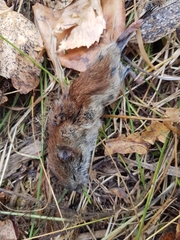 Clethrionomys gapperi