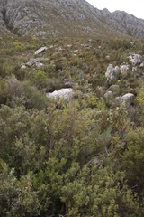 Empleurum unicapsulare