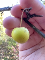 Malus coronaria